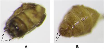 Effectiveness of the Brown Lacewing, Sympherobius barberi Banks as a Biological Control Agent of the Asian Citrus Psyllid <mark class="highlighted">Diaphorina citri Kuwayama</mark>
